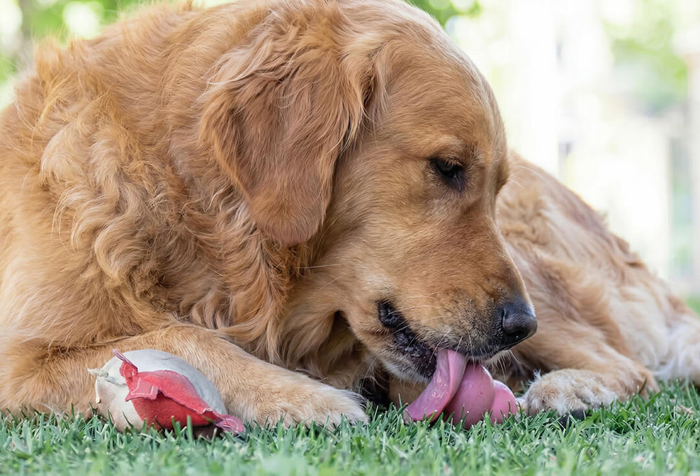 Chien à la maison
