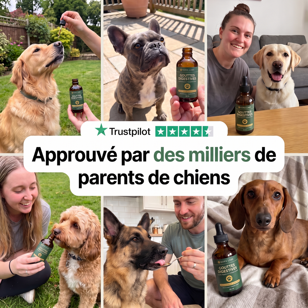 Chien avec son maître