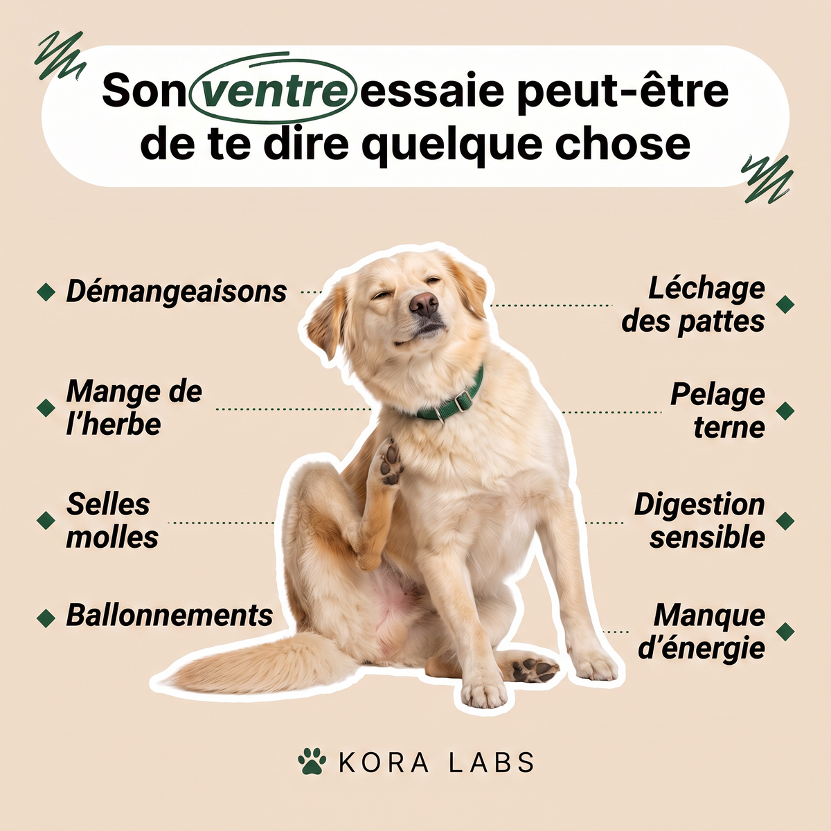 Kora Labs – Gouttes Digestives Pour Chien