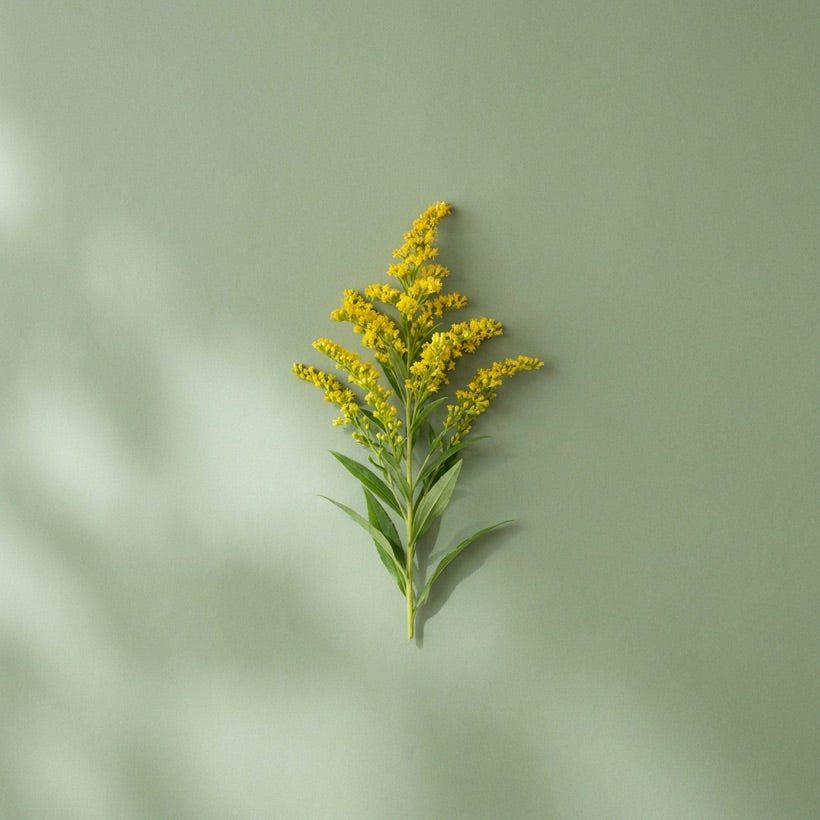 Verge d'or